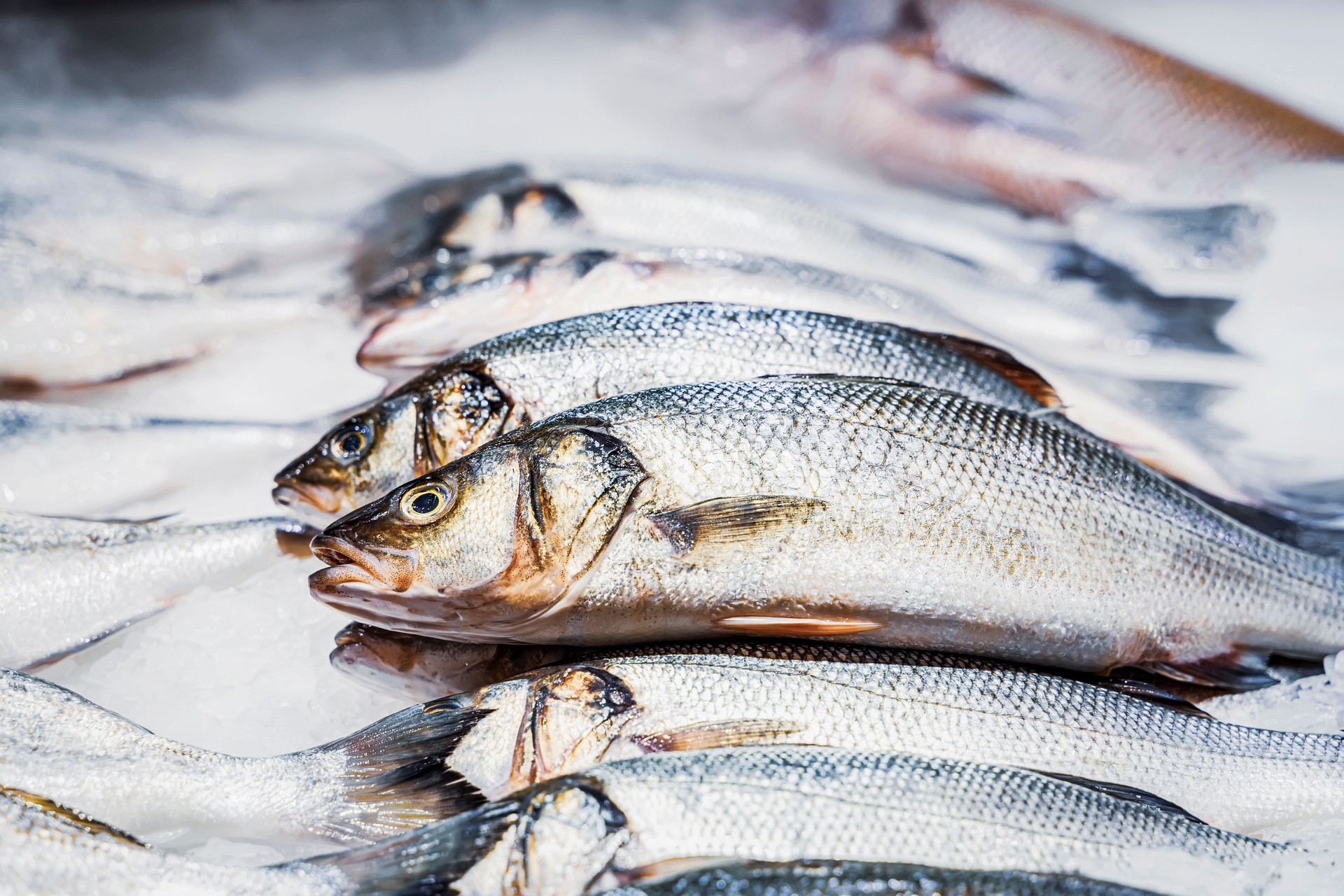 Gros plan de saumon frais sur glace en vente à la poissonnerie, concept de fruits de mer