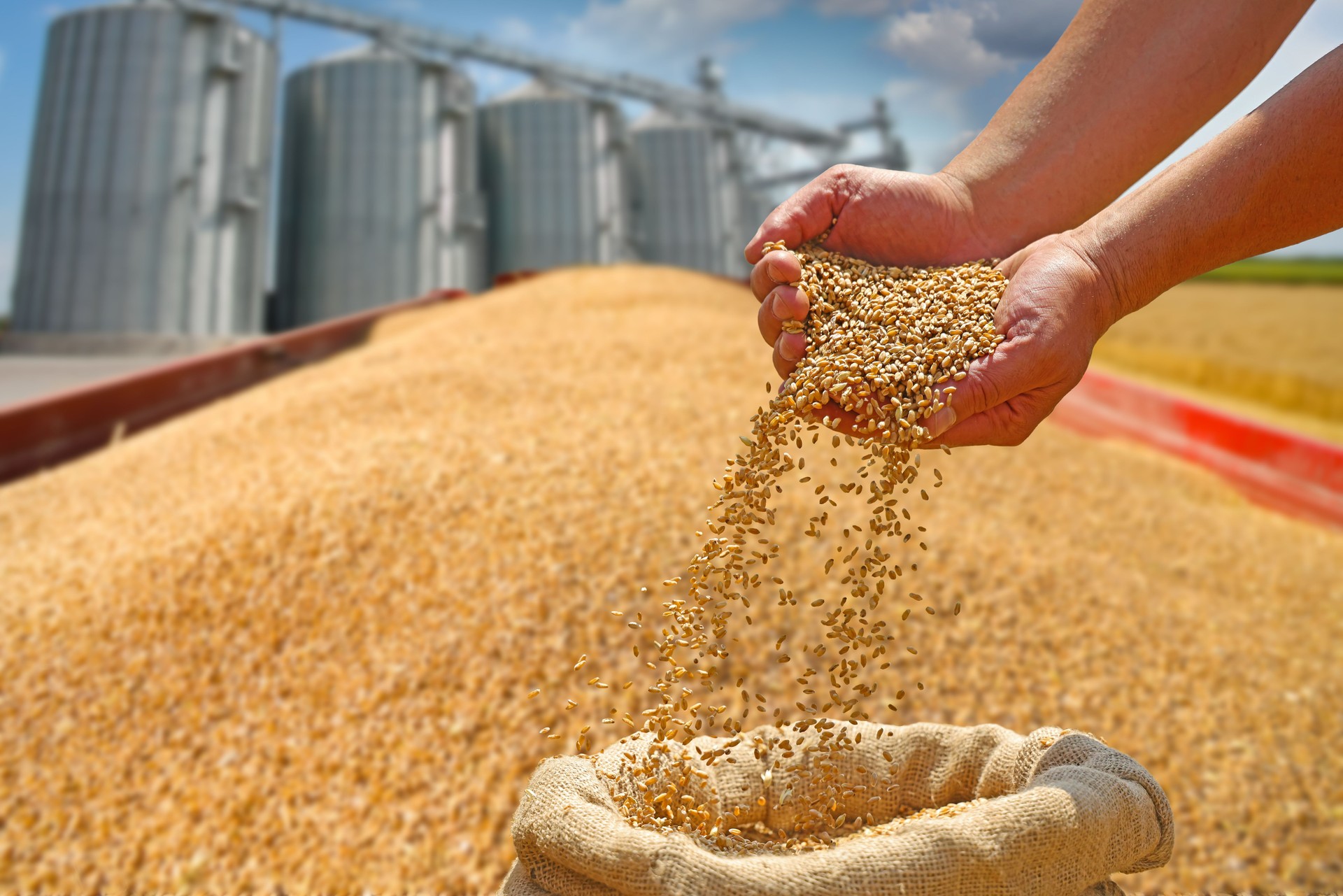 Wheat grain in a hand after good harvest of successful farmer